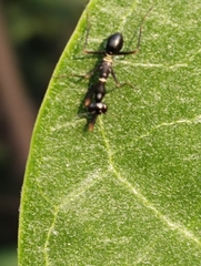 Odontomantis planiceps