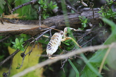 Hemideina crassidens