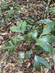 Linospadix monostachyus