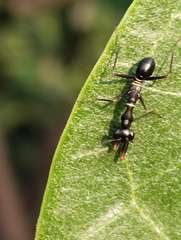 Odontomantis planiceps