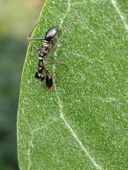 Odontomantis planiceps