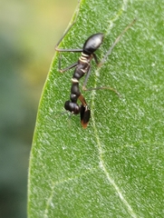 Odontomantis planiceps