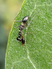 Odontomantis planiceps