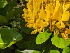 Deplanchea tetraphylla