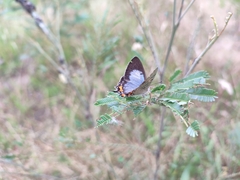 Jalmenus evagoras
