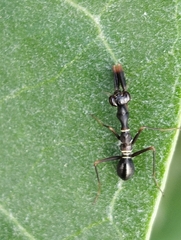 Odontomantis planiceps