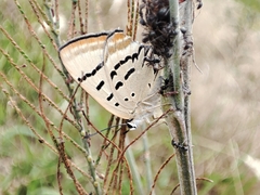 Jalmenus evagoras