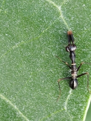 Odontomantis planiceps