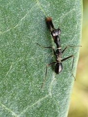 Odontomantis planiceps