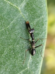 Odontomantis planiceps