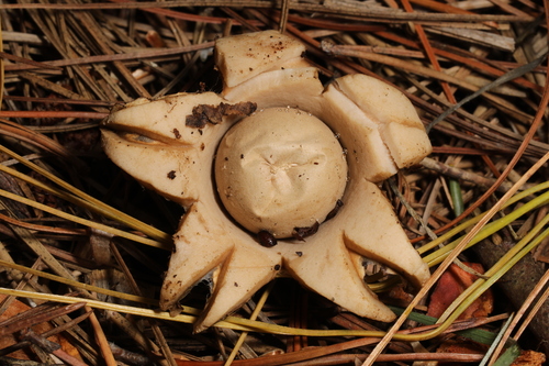Geastrum triplex (Photo 2 of 2)