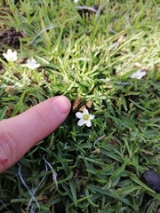 Arenaria