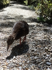 Gallirallus australis