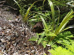 Gallirallus australis