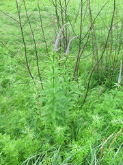 Veronicastrum sibiricum