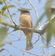 Pachycephala fuliginosa