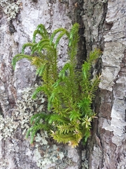 Phlegmariurus varius