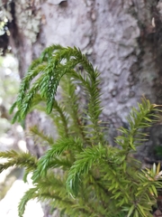 Phlegmariurus varius