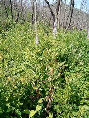 Veronicastrum sibiricum