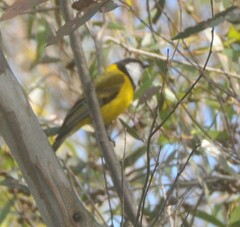Pachycephala fuliginosa