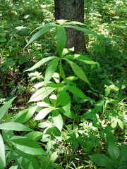 Veronicastrum sibiricum