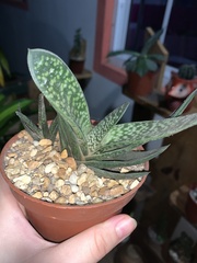 Gasteria