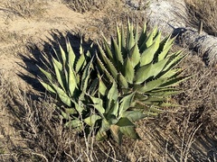 Agave shawii