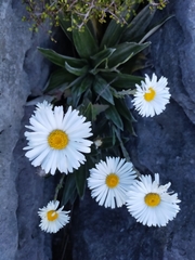 Celmisia semicordata