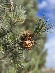 Pinus cembroides