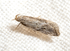 Helcystogramma chambersella