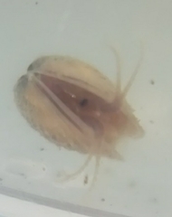 Cyzicidae