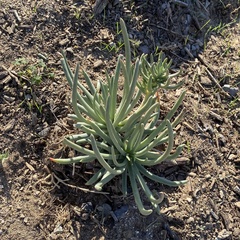 Dudleya edulis