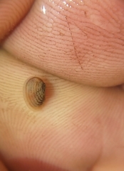 Cyzicidae