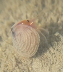 Cyzicidae
