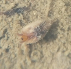 Cyzicidae