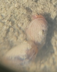 Cyzicidae