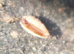 Cyzicidae