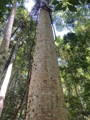 Agathis australis