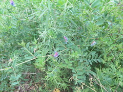 Vicia amurensis