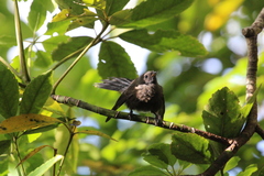 Rhipidura fuliginosa fuliginosa