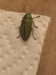 Buprestis aurulenta