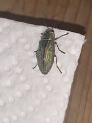 Buprestis aurulenta
