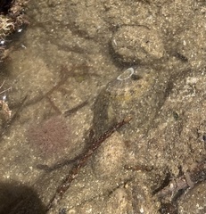 Amblychilepas nigrita