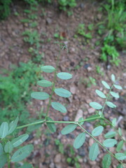 Vicia amurensis