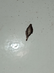 Phereoeca