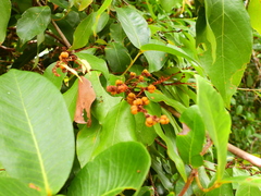 Cleistanthus semiopacus