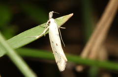Thema argoptera