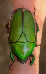 Heterorrhina elegans
