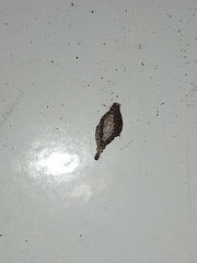Phereoeca