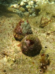 Astralium tentoriiforme